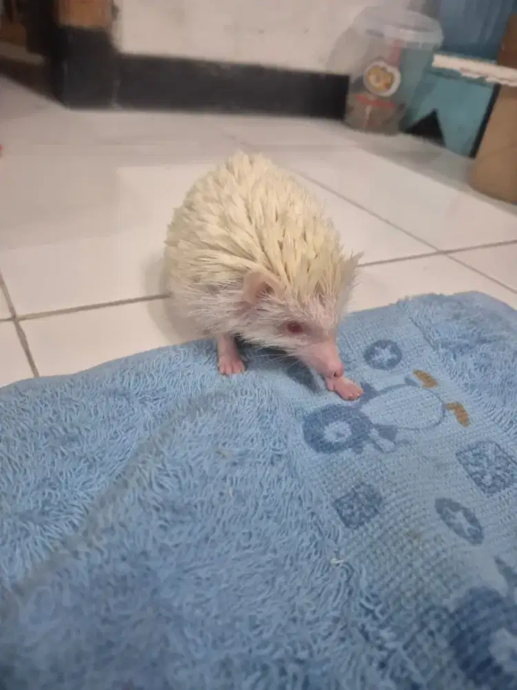 Landak Mini Albino Murmer