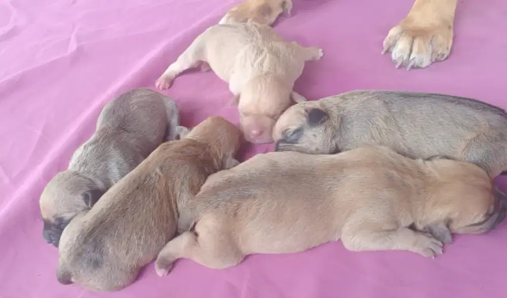 Anak Anjing Pitbull