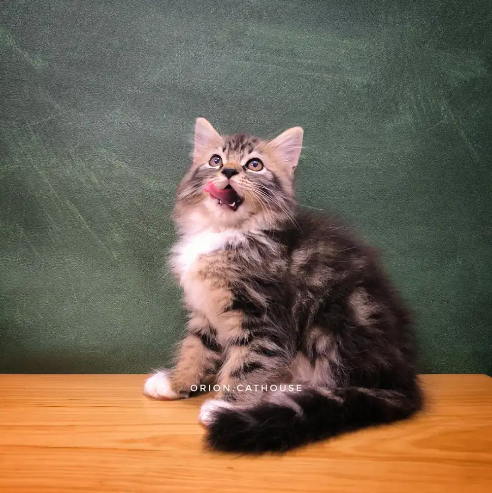 KUCING MIX MAINECOON