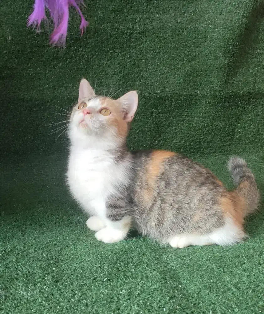 Open adop Persia Munchkin