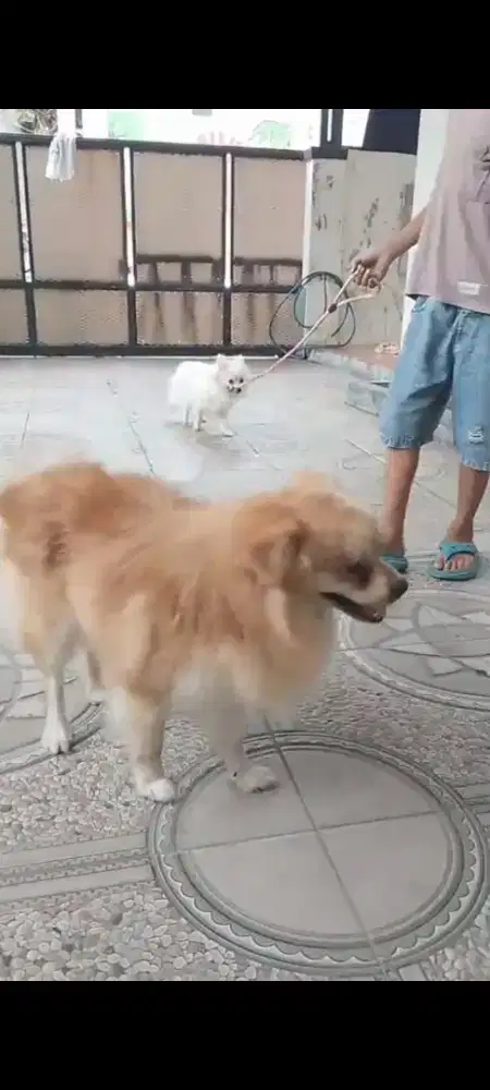 Dijual sepasang anjing pomeranian