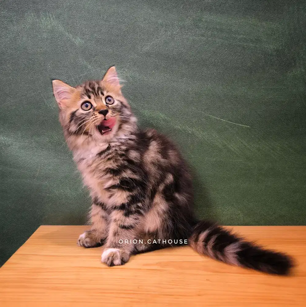 KUCING MIX MAINECOON