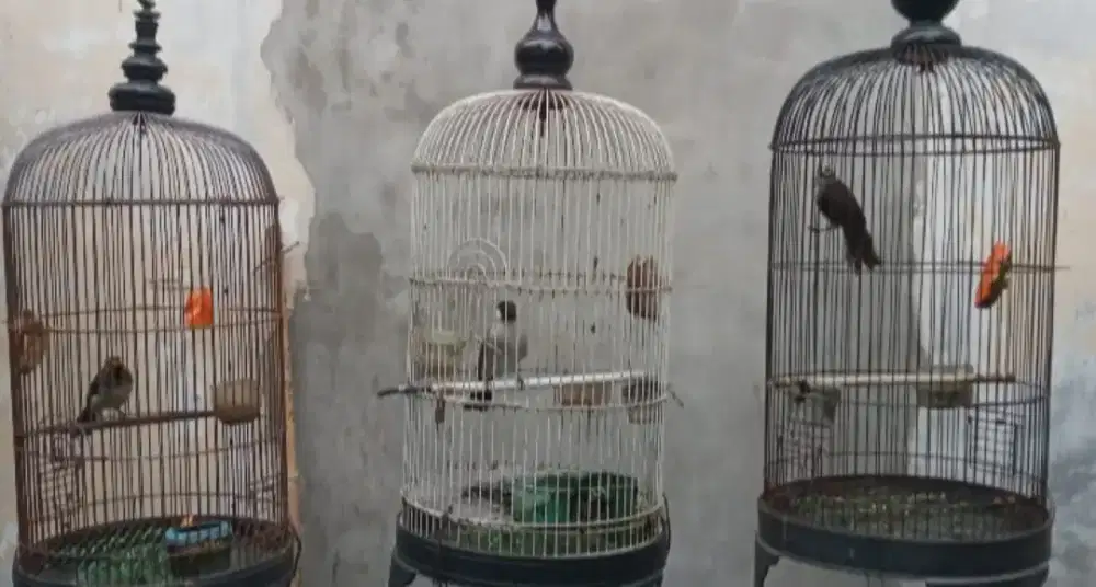 Di jual borongan 3 burung kutilang,wilis,trotoan plus k