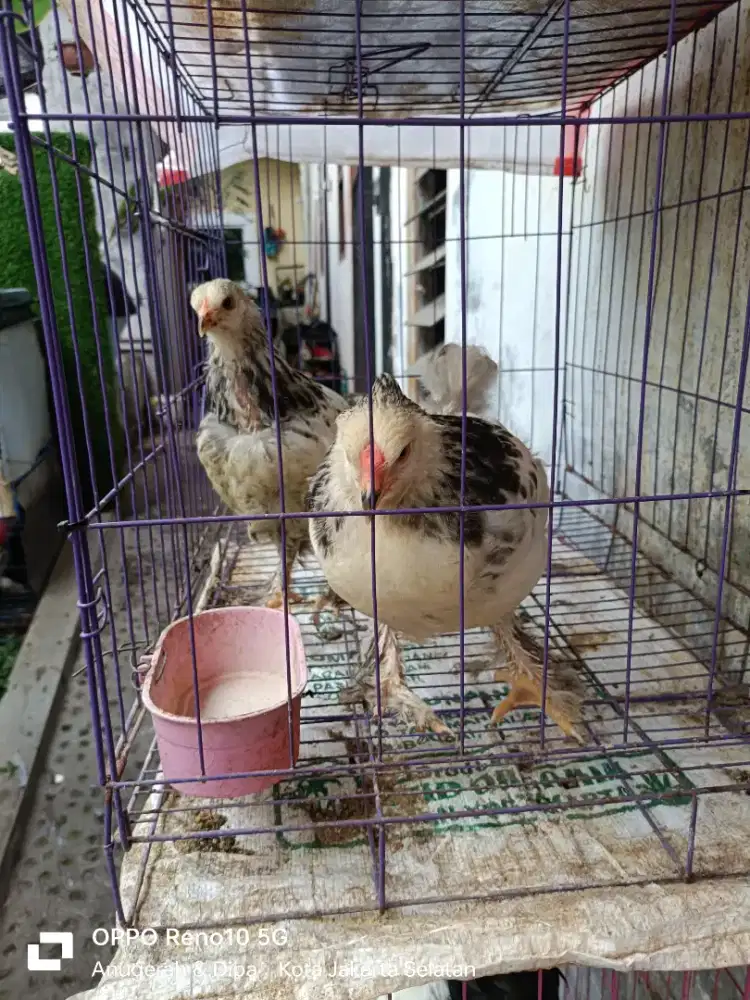 Anakan ayam Brahma usia 3bulan