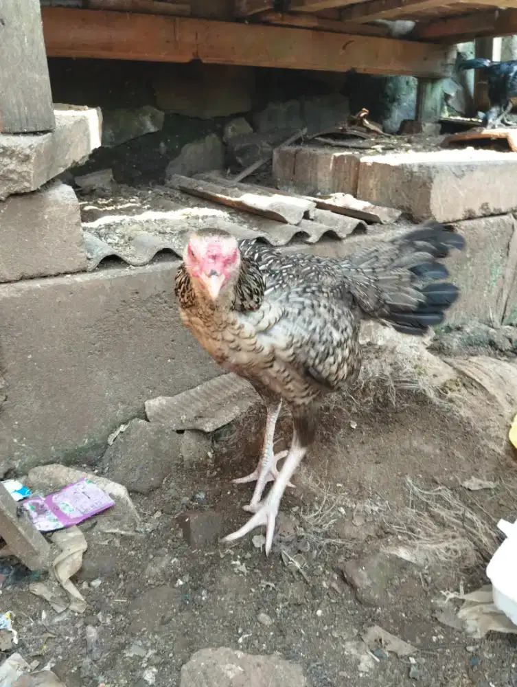 Dijual cepat biang Pamangon big