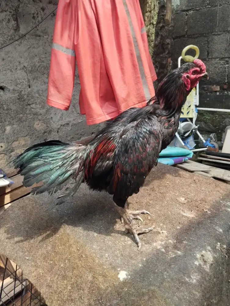 DIJUAL AYAM GANOI KAKI GUNUNG