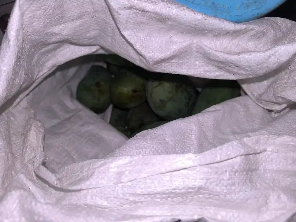 buah mangga per kilo