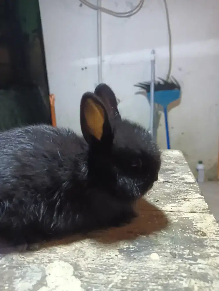 Kelinci mini netherland dwarf usia 2 bulan betina 2 ekor