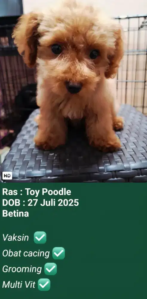 Toy Poodle (Fast Sale)
