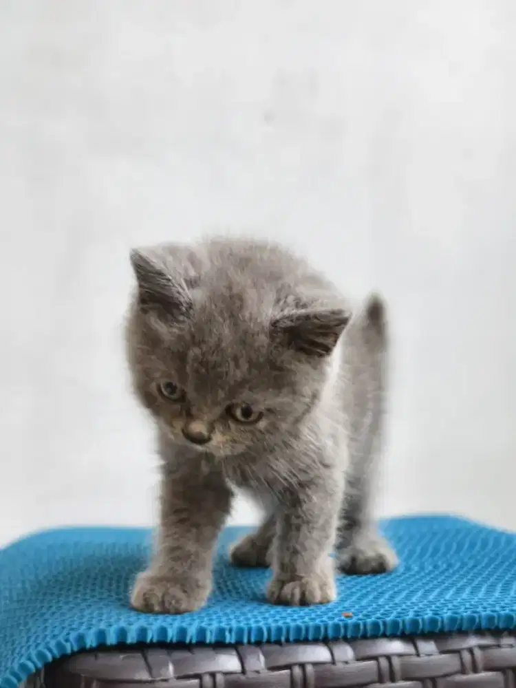 Anak kucing BSH lokasi Canggu 3 ekor betina