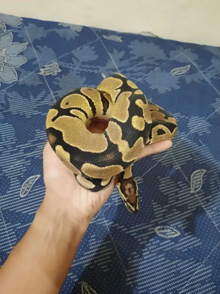 BP Dewasa Yellow Belly