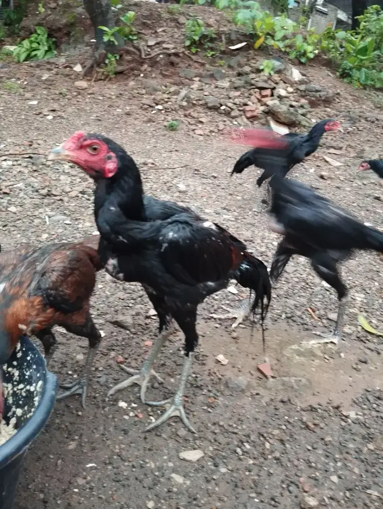 Dijual Ayam Pakhoy Pama Blackbull BL