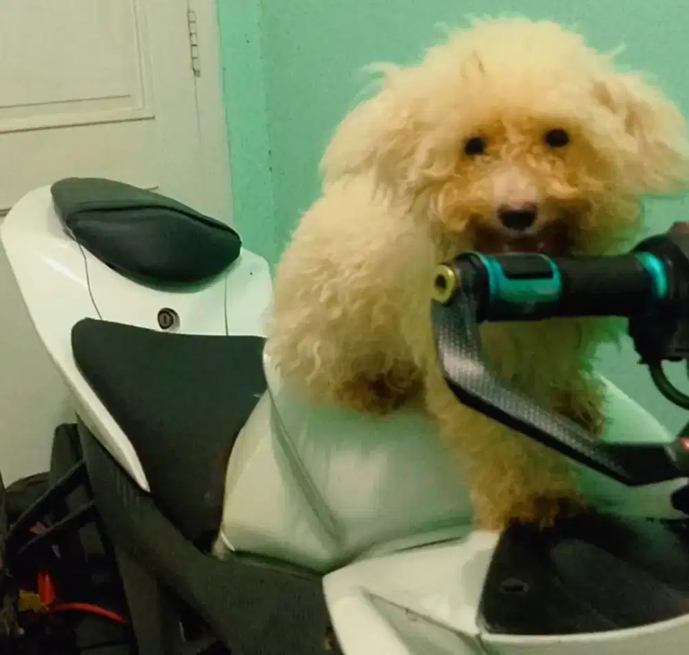For salee poodle