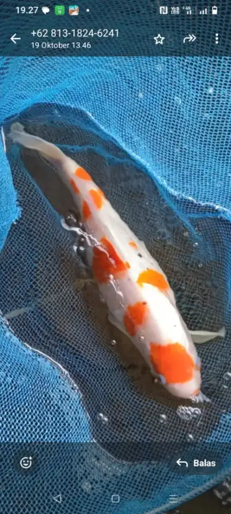 koi kohaku sakura size 40cm