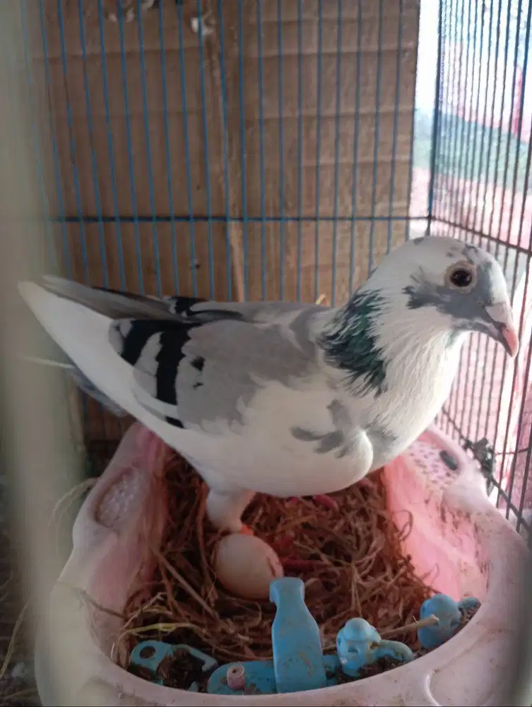 Merapati Pos Betina