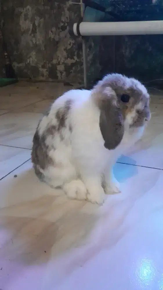 Holland lop betina