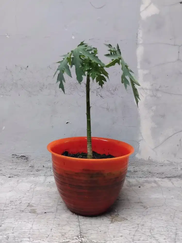 Pohon pepaya pot