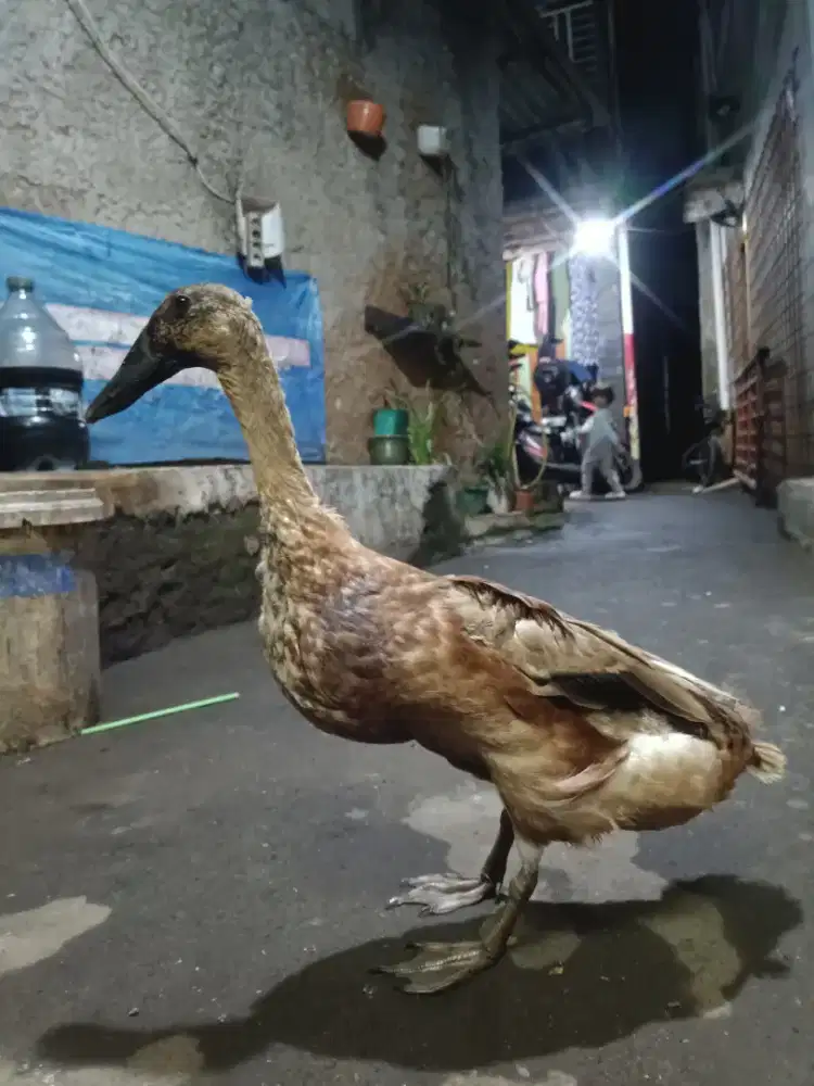 Bebek Bertelur Umur 5 Bulan