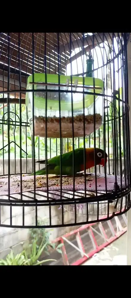 Lovebird pasjo berisik