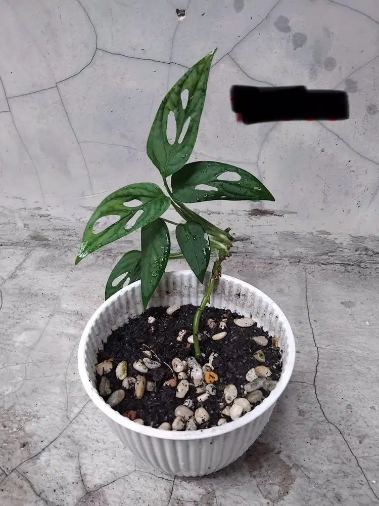 Tanaman dalam pot
