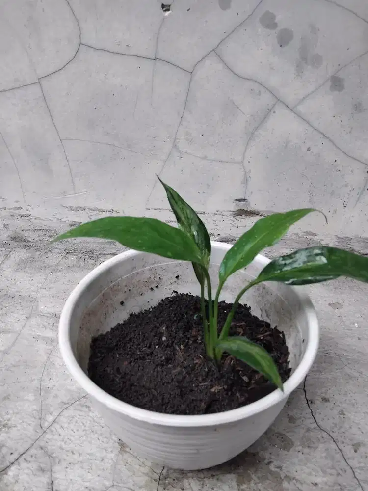 Tanaman dalam pot