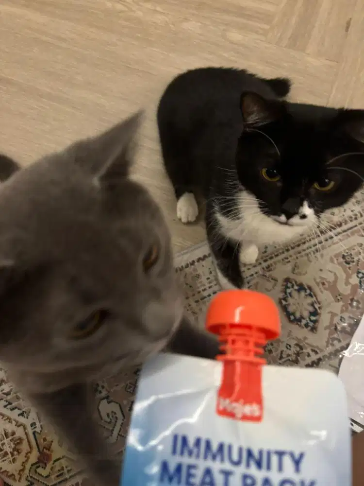 Open adop kucing kitten BSH mix Persia Hitam Putih Sehat