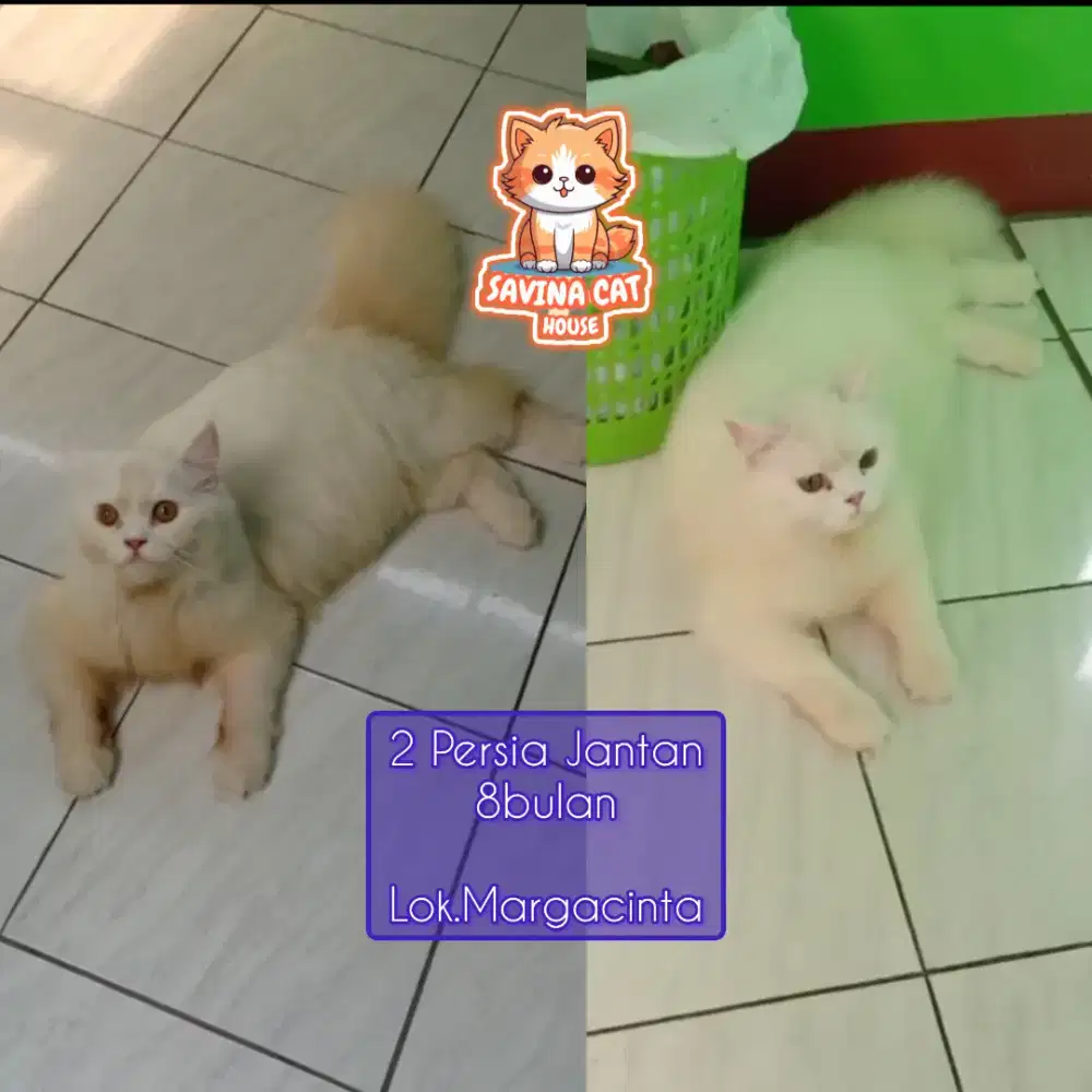 Kucing Persia Jantan 8 bulan , Gemoy dan Ganteng.