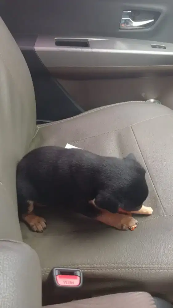 anak anjing mongrel/anjing kampung