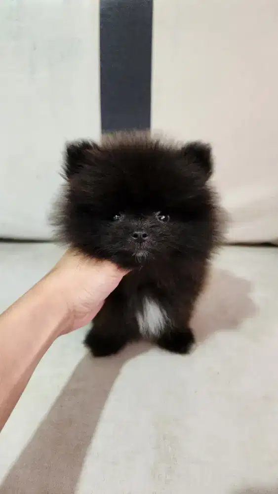 MINIPOM JANTAN BLACK BULU GLAMOR