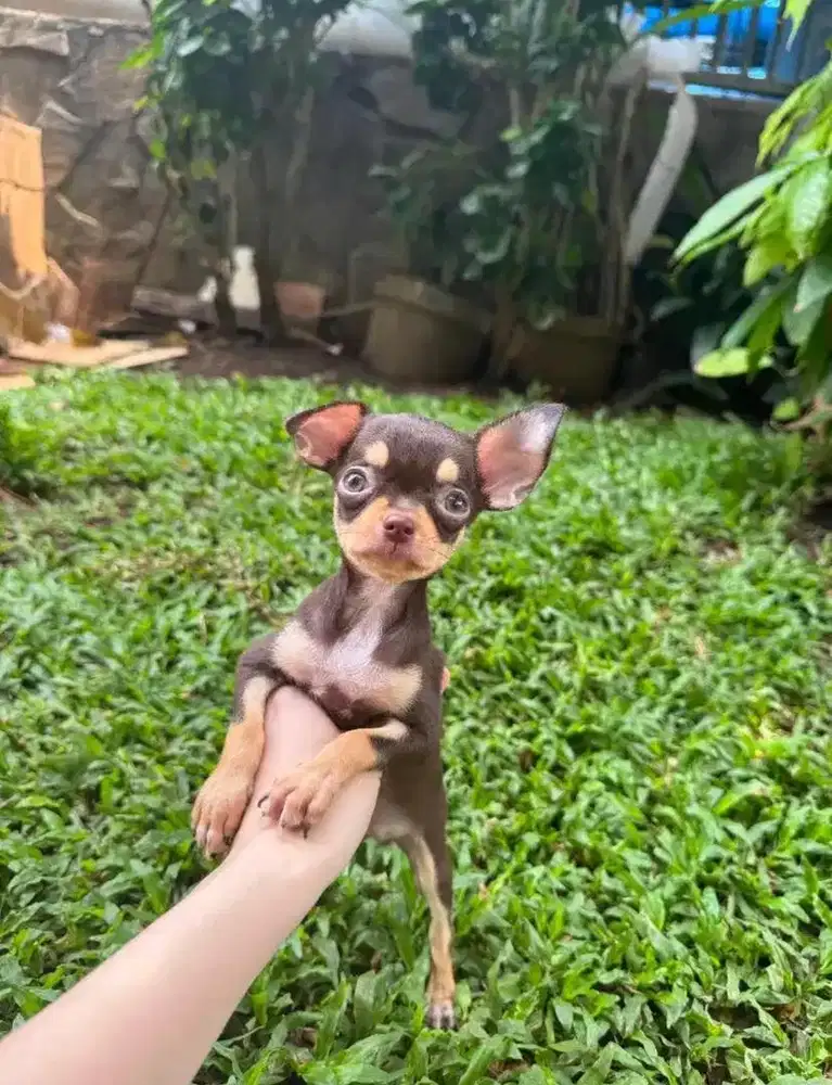 Mini Chihuahua 2,5 Bln