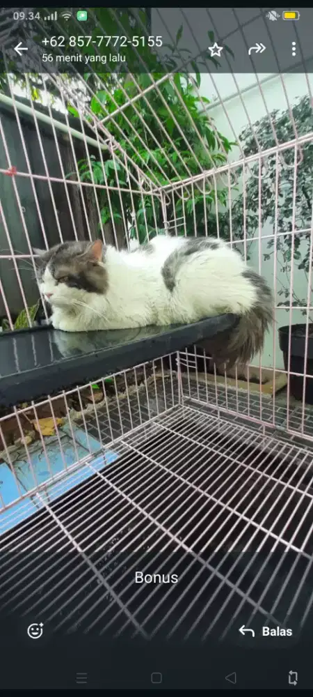 Di jual kucing Persia