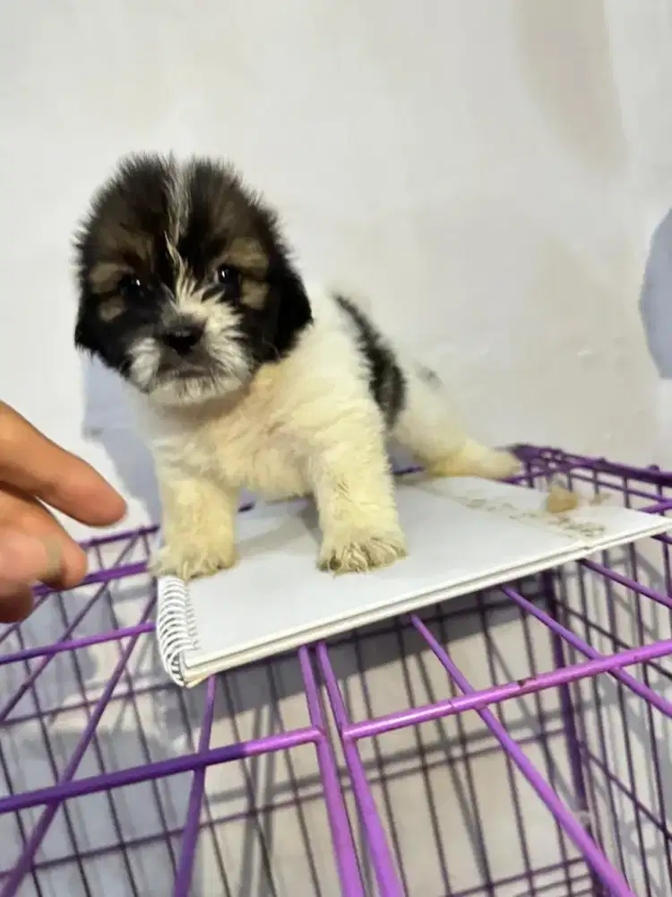 Anak anjing shitzu
