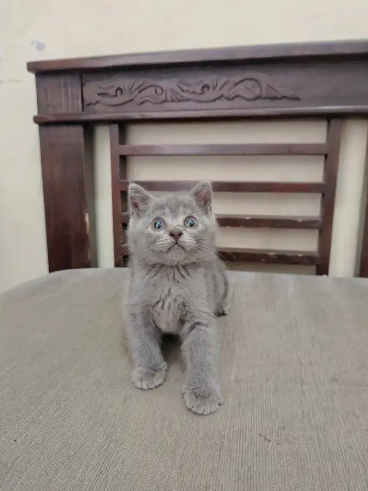 Kitten BSH blue solid 2bln nonped