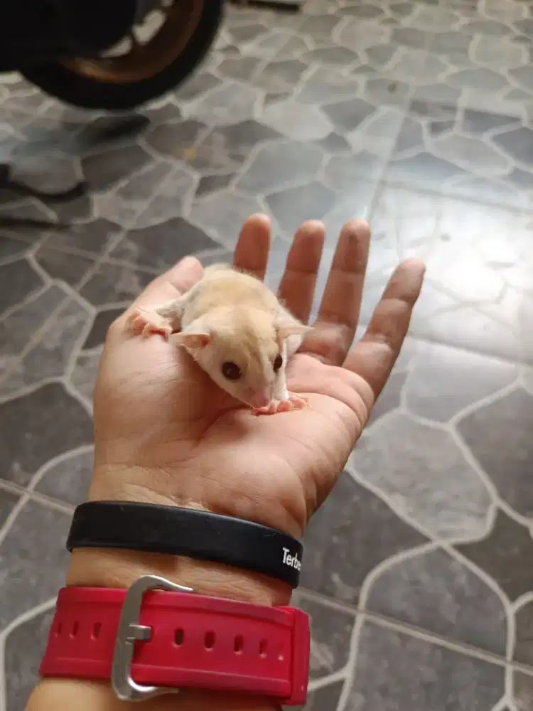 Sugar glider joey creamino betina