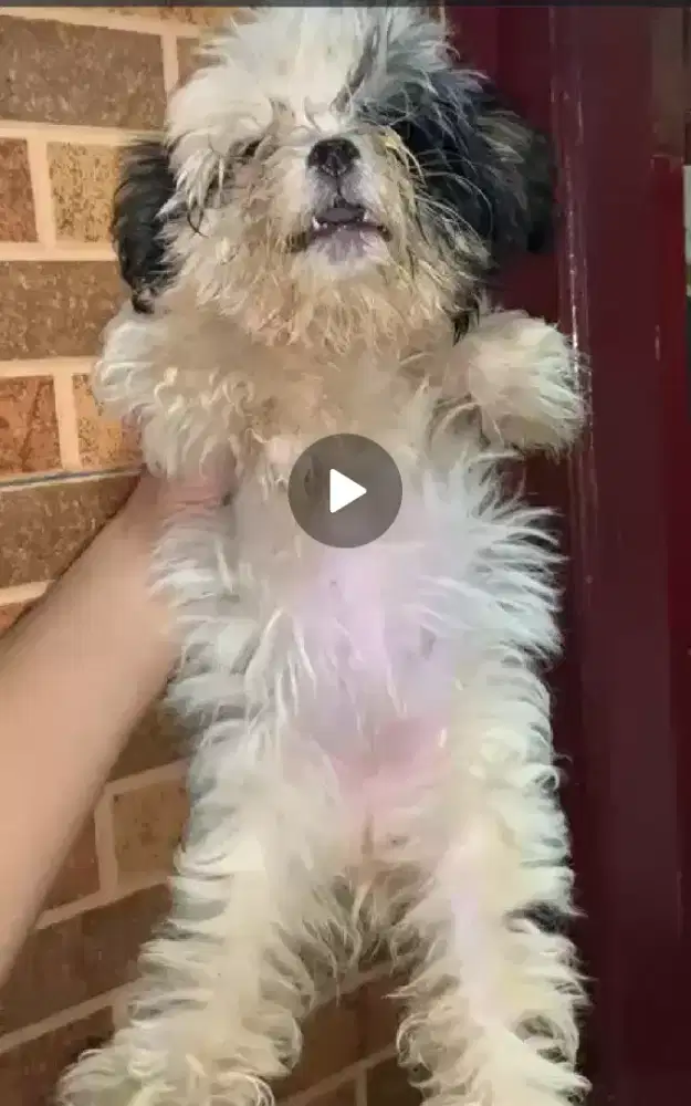 Borongan Pupies shitzu ( bojonggede bogor)