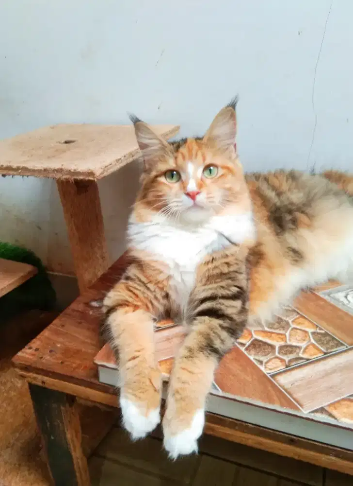 Mainecoon betina calon indukan pure.