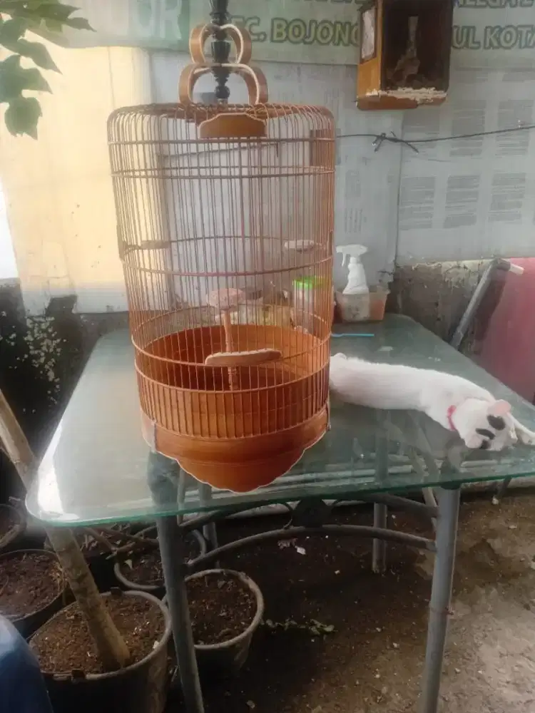 Perkutut lokal silangan gacor full set