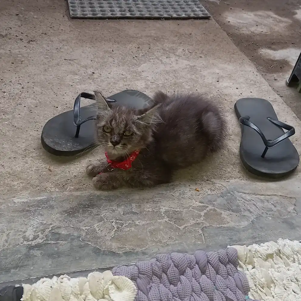 Kucing persia usia hampir 4 bulan