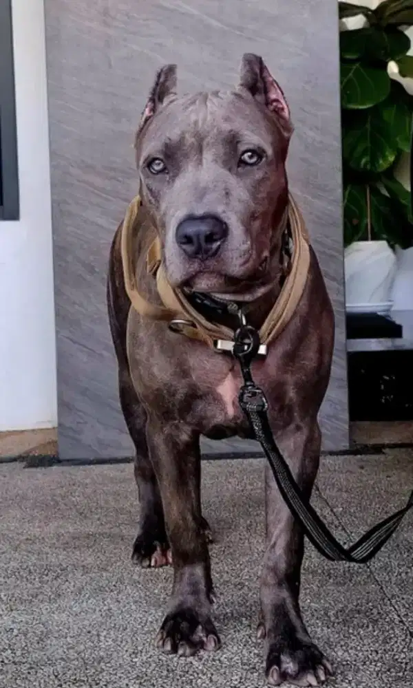 Jual anjing pitbull abu
