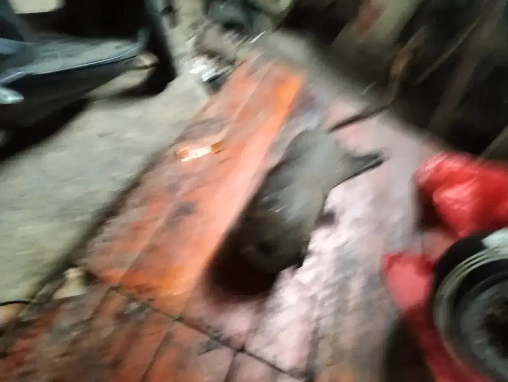 Punya knalpot bobokan