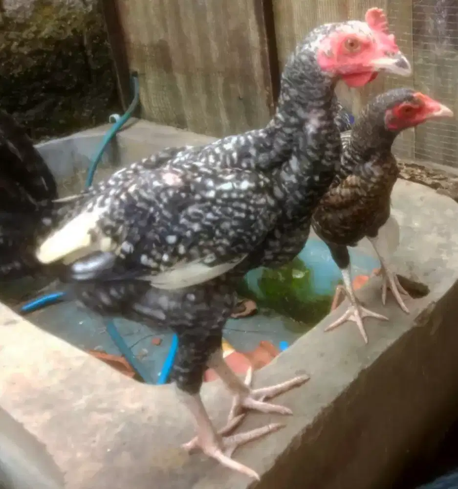 AYAM PELUNG SEPASANG