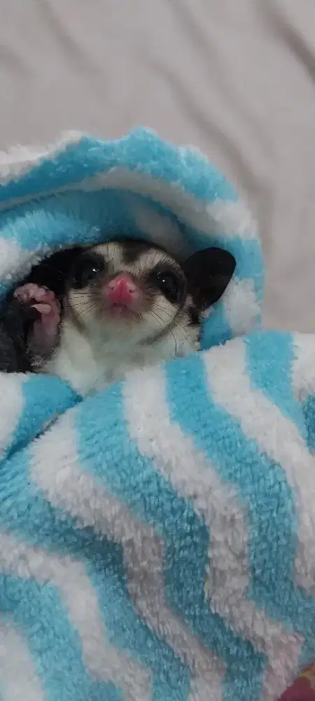Sugar glider joey