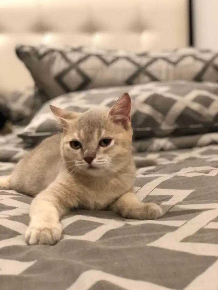 BSH Lilac Jantan