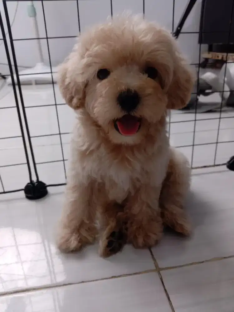 Jual Anjing Korean Toy Poodle Jantan