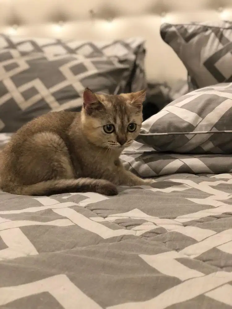 BSH Golden Jantan
