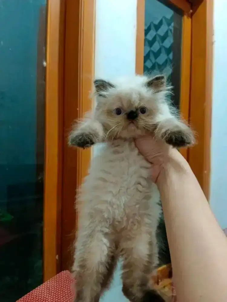 Kitten himalaya jantan usia 3bln