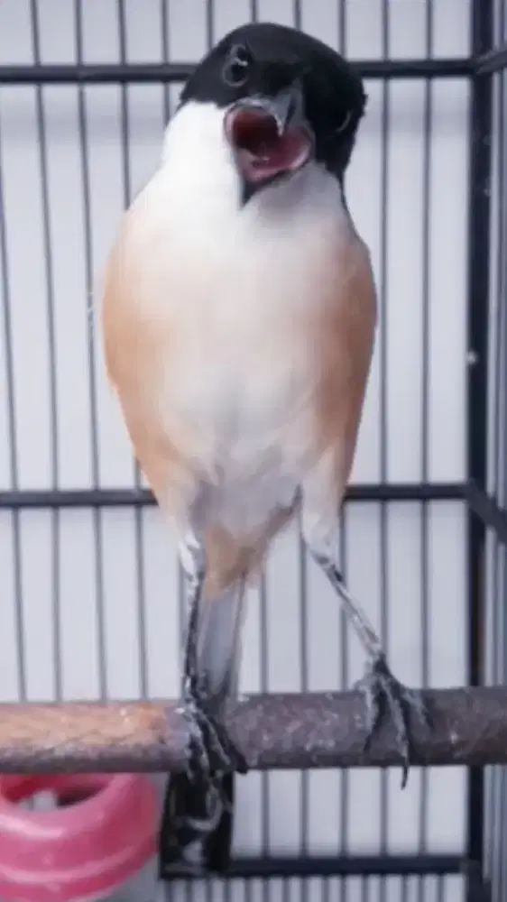 BURUNG PENTET JAWA TIMUR GACOR FRESTASI