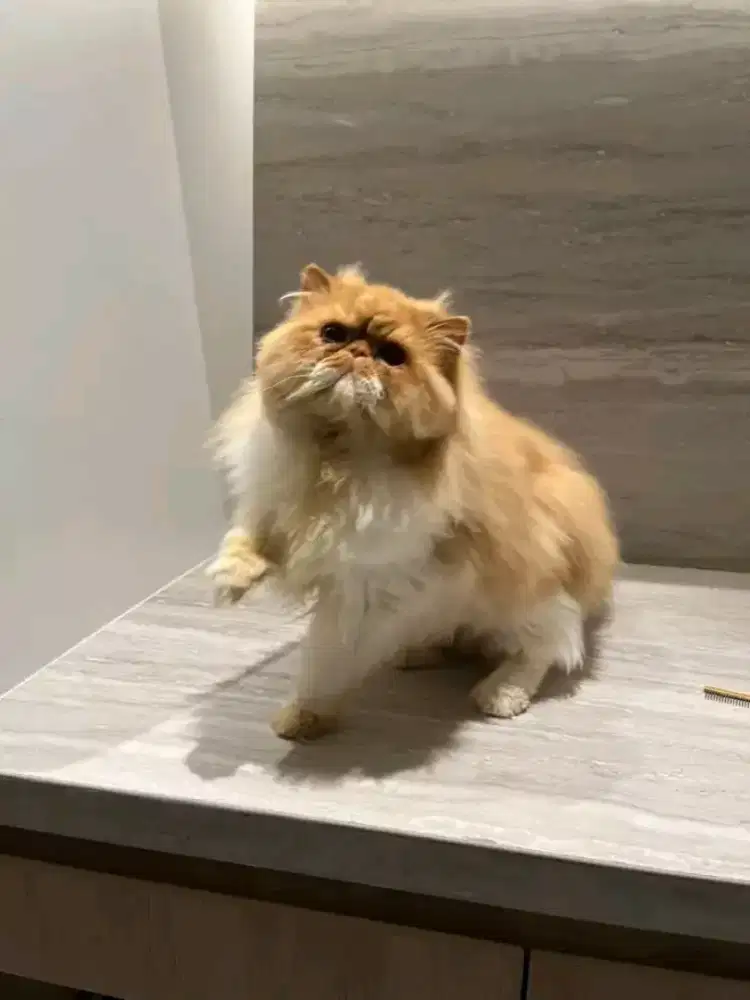 Kitten peaknose betina usia 3bln