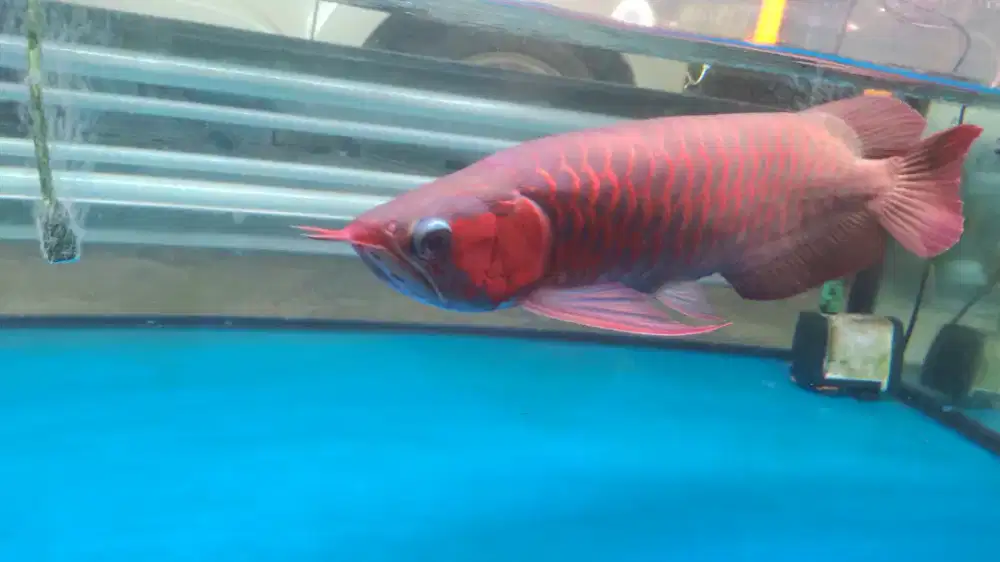 Super red dayung panjang ekor atas bawah close