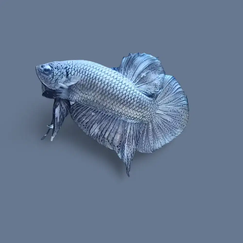 ikan cupang giant coper